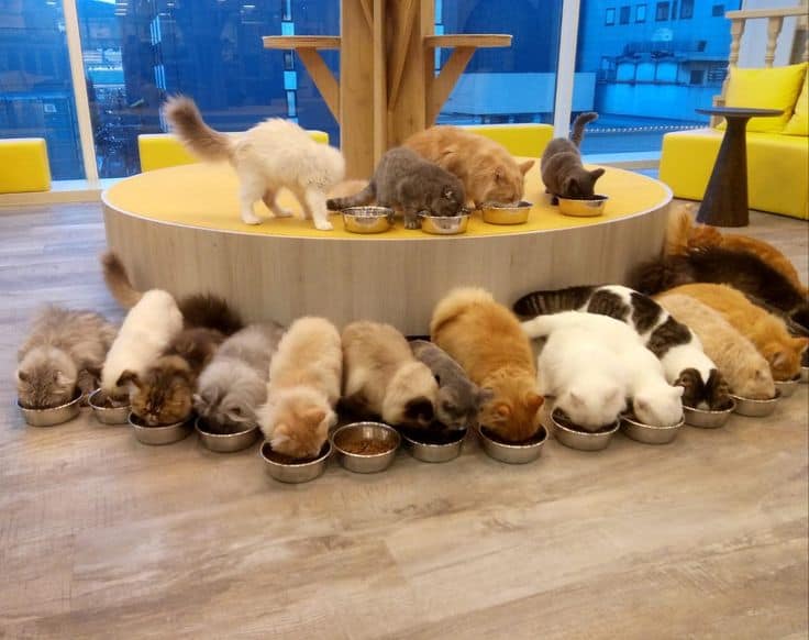 A group of cats enjoying their meal from metal bowls, with some eating on a raised circular platform and others lined up neatly on the floor, inside a brightly lit and modern cat café.